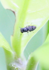 Discomyza maculipennis