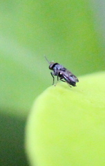 Discomyza maculipennis