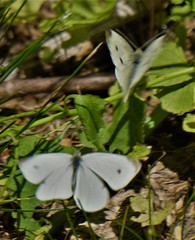 Pieris rapae
