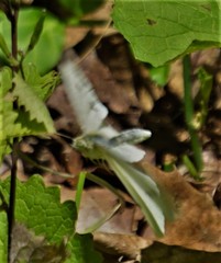 Pieris rapae