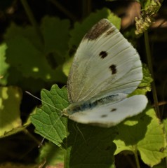 Pieris rapae