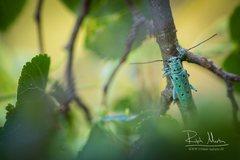 Saperda octopunctata