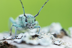 Saperda octopunctata