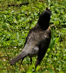Turdus migratorius