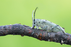 Saperda octopunctata