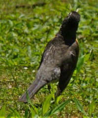 Turdus migratorius