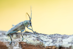 Saperda octopunctata