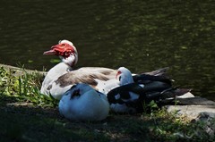 Cairina moschata domestica