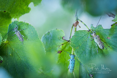 Saperda octopunctata