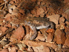 Incilius mazatlanensis