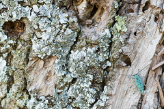 Saperda octopunctata