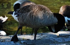 Branta canadensis