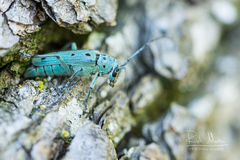 Saperda octopunctata