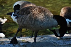 Branta canadensis