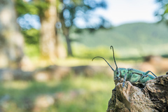 Saperda octopunctata