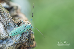 Saperda octopunctata