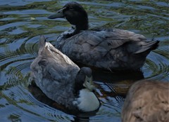 Anas platyrhynchos domesticus