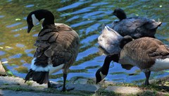 Branta canadensis