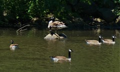 Branta canadensis