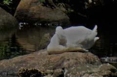Anas platyrhynchos domesticus