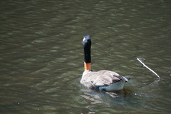 Branta canadensis