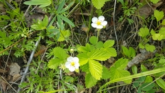 Fragaria orientalis