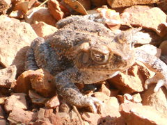 Incilius mazatlanensis