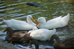 Anas platyrhynchos domesticus