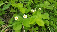 Fragaria orientalis