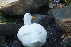 Anas platyrhynchos domesticus