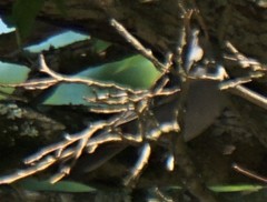 Aves