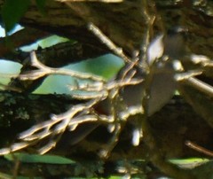 Aves