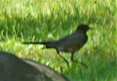 Turdus migratorius