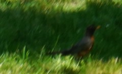 Turdus migratorius