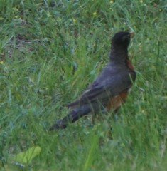 Turdus migratorius