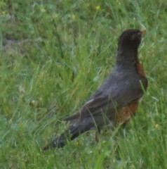 Turdus migratorius