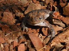 Incilius mazatlanensis