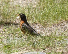 Turdus migratorius