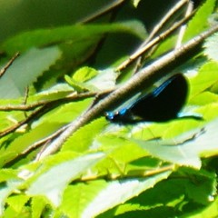 Calopteryx maculata