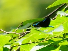 Calopteryx maculata