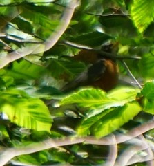 Turdus migratorius