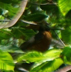 Turdus migratorius