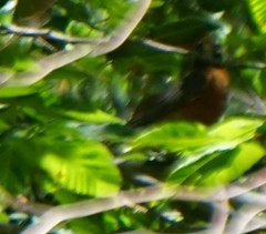 Turdus migratorius