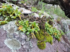 Bulbophyllum fuscum