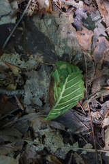 Litylenchus crenatae
