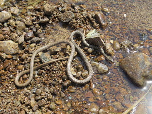 Photo of a Wadi Racer (Platyceps rhodorachis)