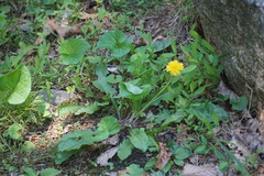 Taraxacum officinale