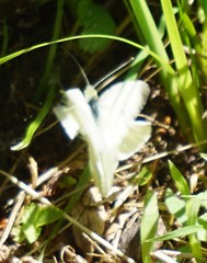 Pieris rapae