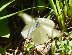 Pieris rapae