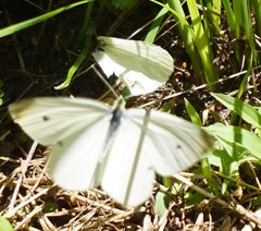 Pieris rapae